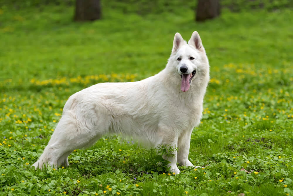 Berger Blanc Suisse debout de profil dans l'herbe
