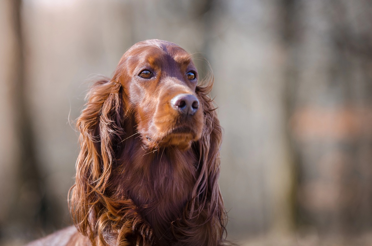Portrait d'un Setter Irlandais regardant au loin dans un sous-bois.
