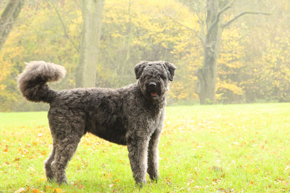 Bouvier des Flandres au pelage gris bringé vu de profil, debout dans une prairie verte.