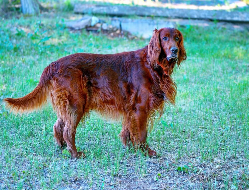 Un Setter Irlandais de profil, montrant sa silhouette athlétique et les franges de son pelage rouge châtaigne.