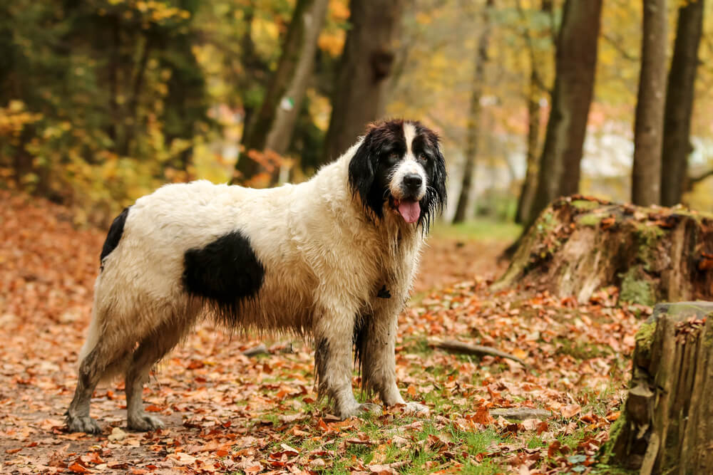 Landseer vu de profil, debout sur un tapis de feuilles mortes dans une forêt.