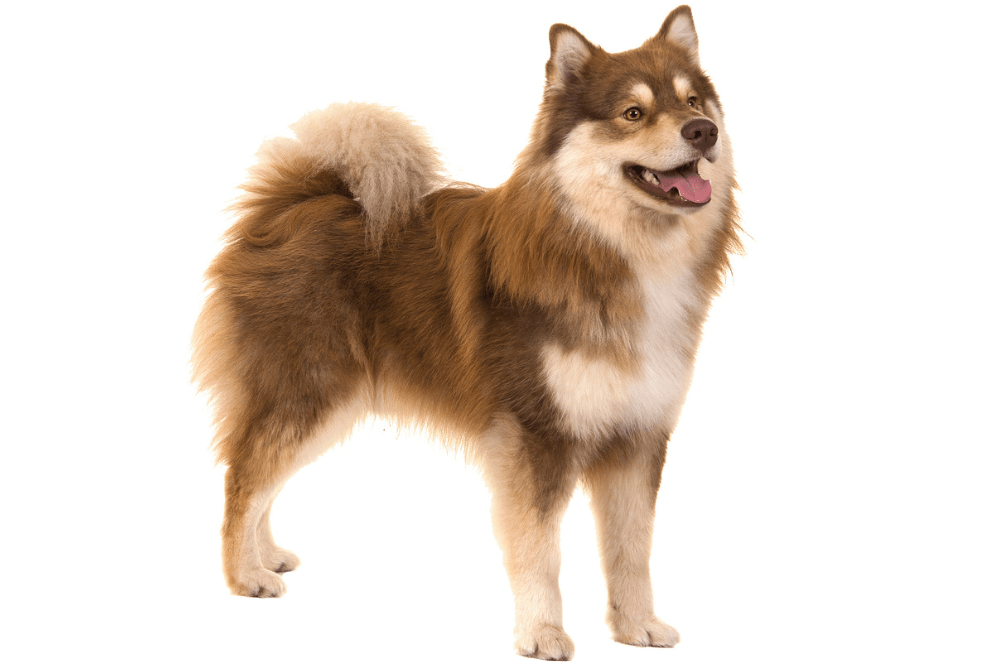 Chien Finnois de Laponie marron et feu de profil sur fond blanc