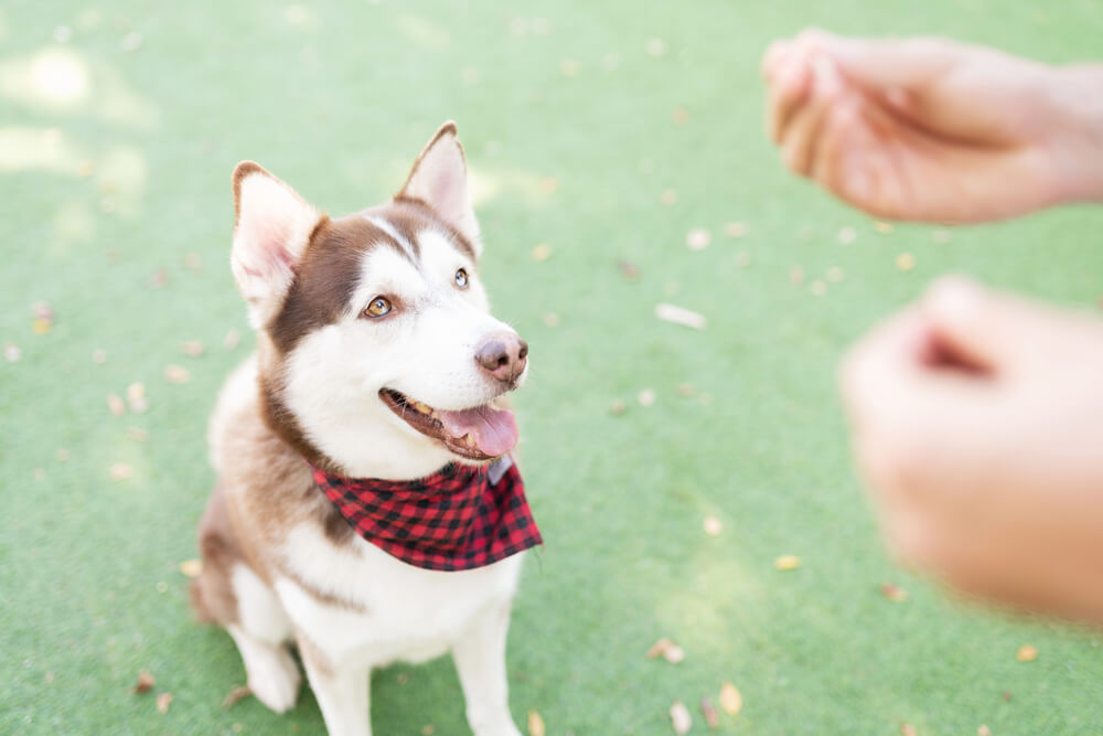 Un Husky portant un bandana rouge assis et attentif devant un humain qui tient quelque chose dans sa main