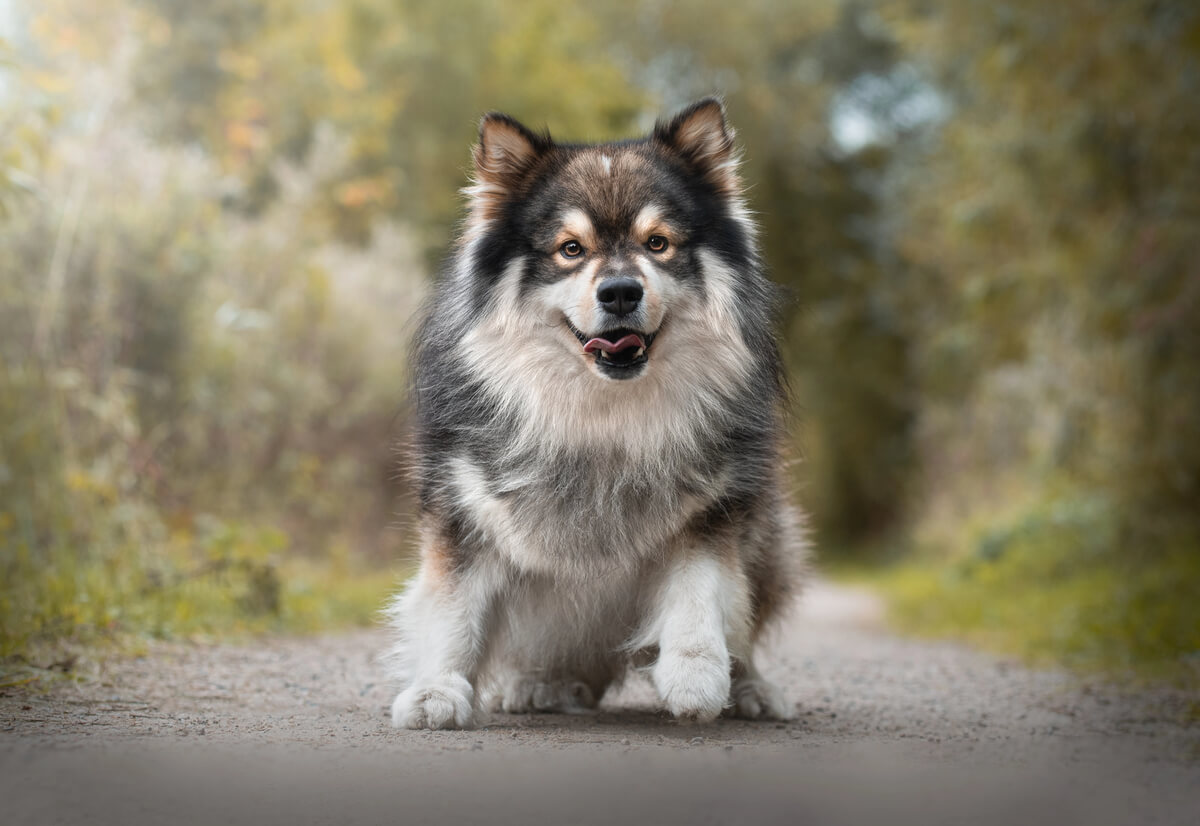 Chien Finnois de Laponie gris et blanc assis sur un chemin de terre en forêt
