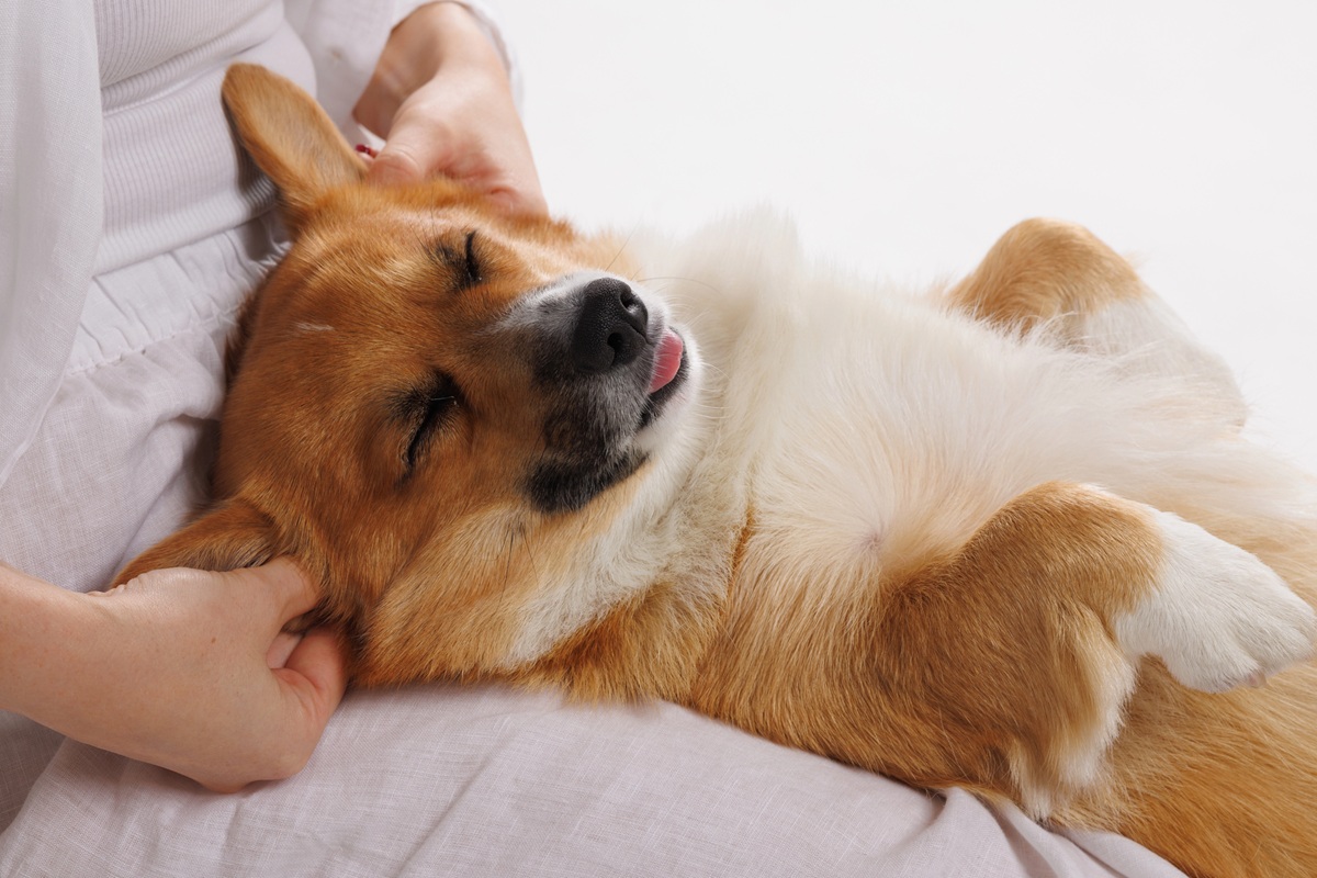 Un chien de race Corgi allongé sur le dos sur les genoux de sa propriétaire, les yeux fermés de bien-être pendant qu'elle lui masse doucement la base des oreilles.