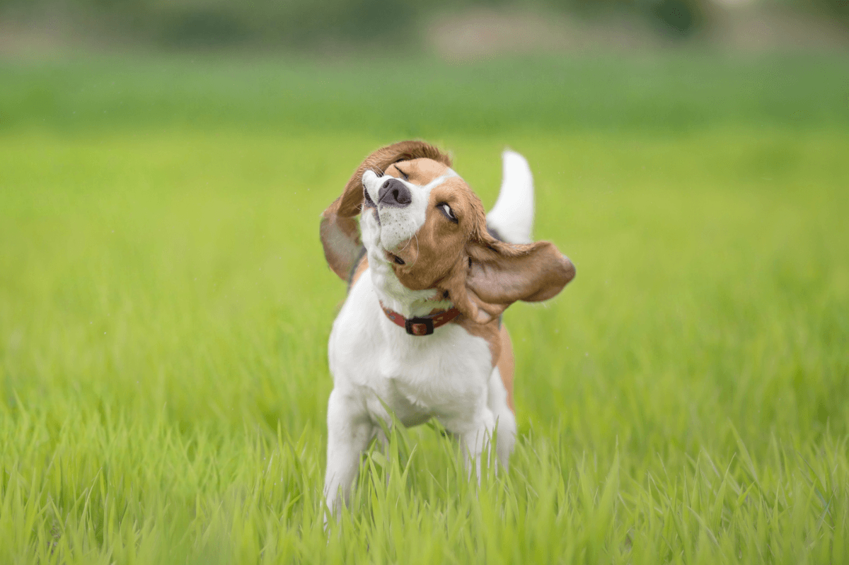 Un Beagle qui se secoue le corps dans un champ