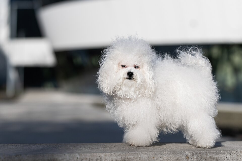 Bichon Bolonais de profil sur un rebord en béton