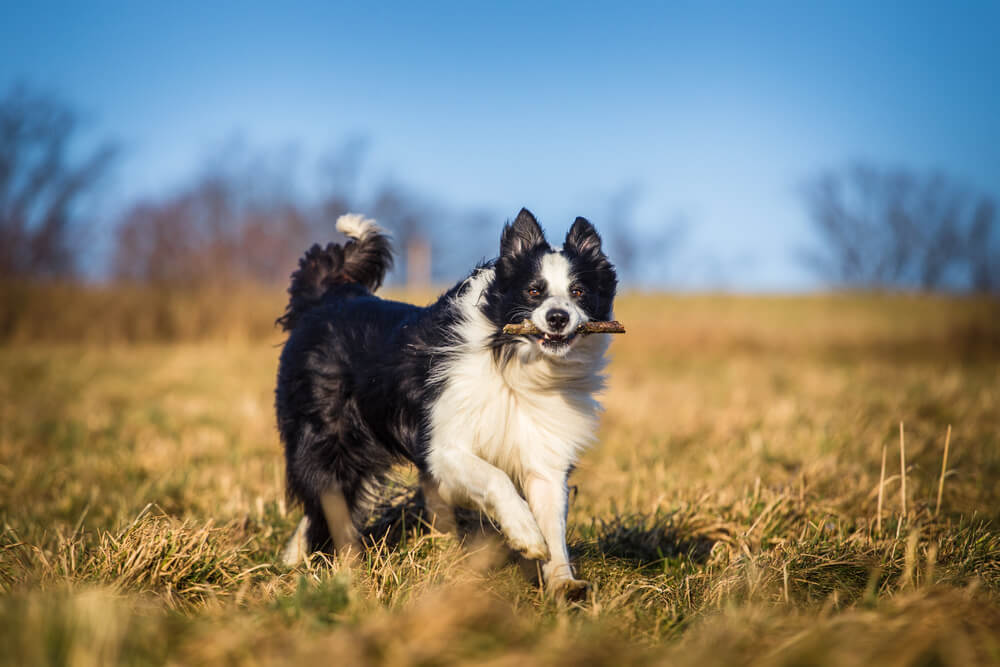 Border Collie qui trotte dans une prairie avec un bâton dans la bouche