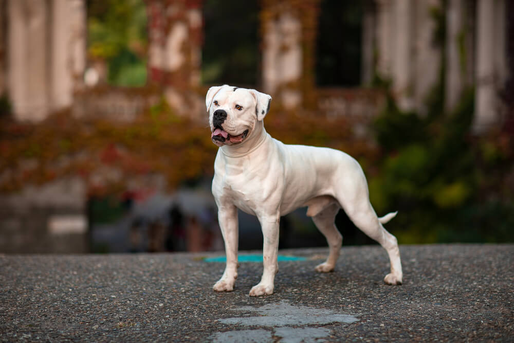 Bouledogue Américain blanc qui pose magnifiquement sur une route