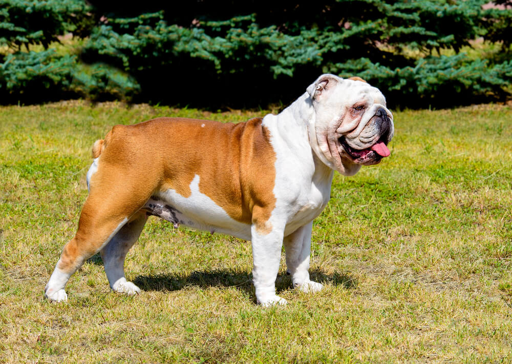 Bouledogue Anglais de profil dans l'herbe