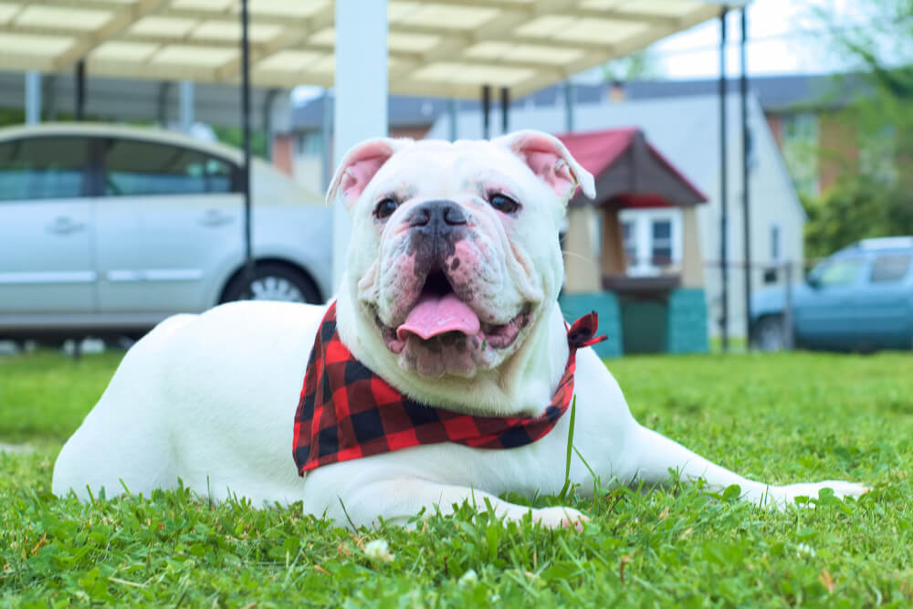 Bouledogue Australien allongé dans l'herbe devant une maison