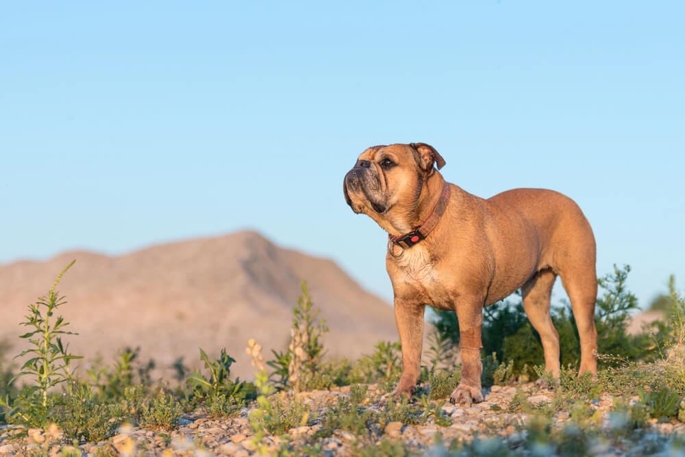 Bouledogue Continental debout sur des cailloux dans la nature