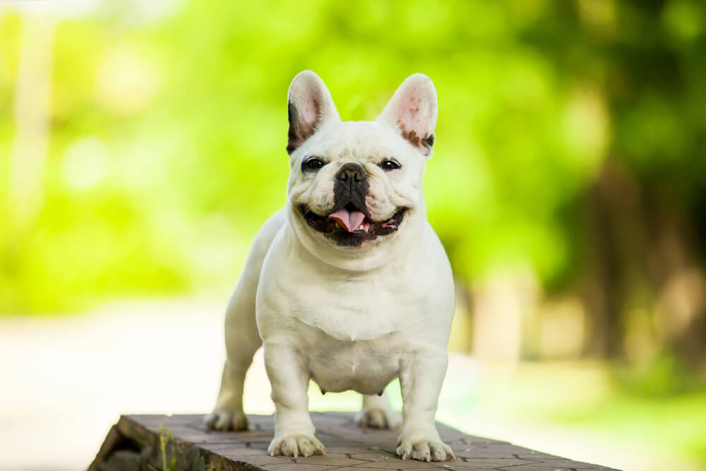 Bouledogue Français blanc debout sur un muret