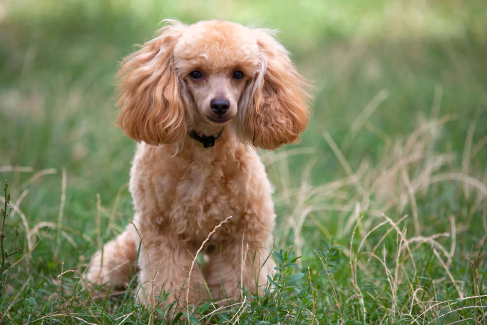 Caniche Nain abricot assis dans l'herbe