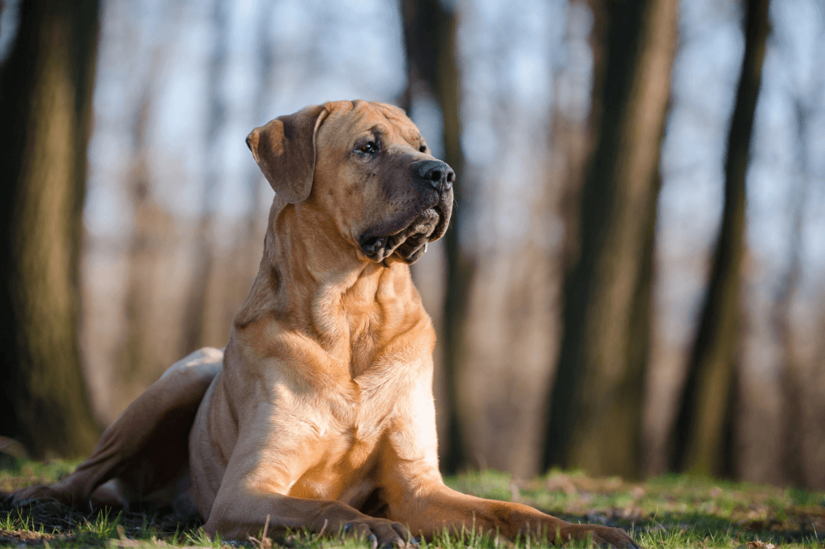 Chien Tosa allongé sur l'herbe devant des arbres