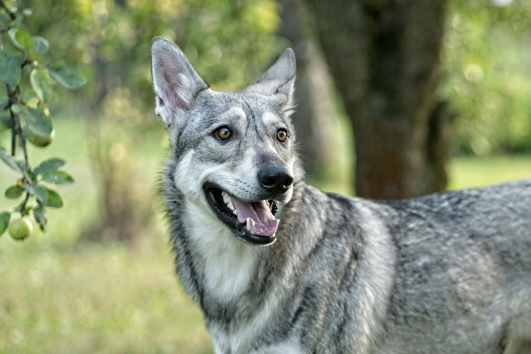 Chien-loup de Saarloos gris dans une prairie qui regarde sur sa gauche
