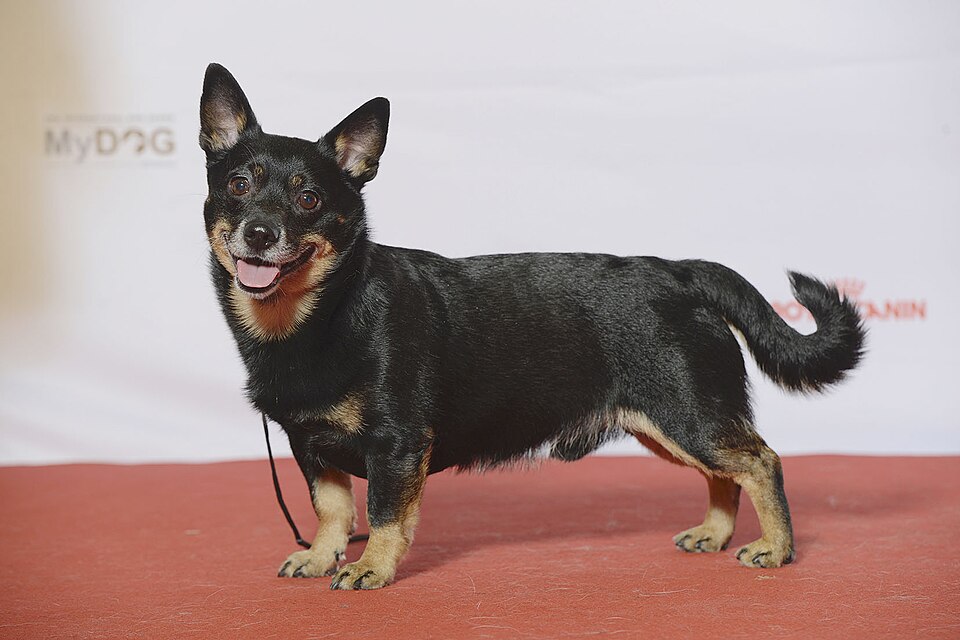 Lancashire Heeler de profil en exposition