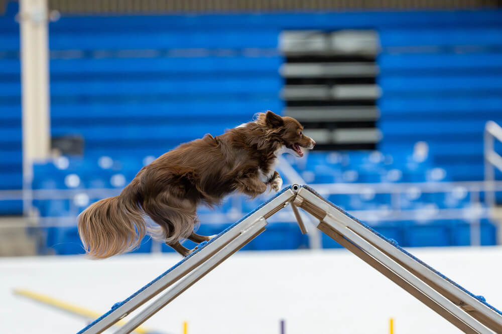 Berger Américain Miniature rouge merle en parcours d'agility