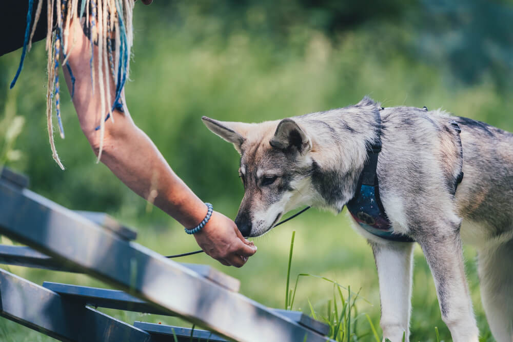 Saarlooswolfhond qui renifle la main d'un humain