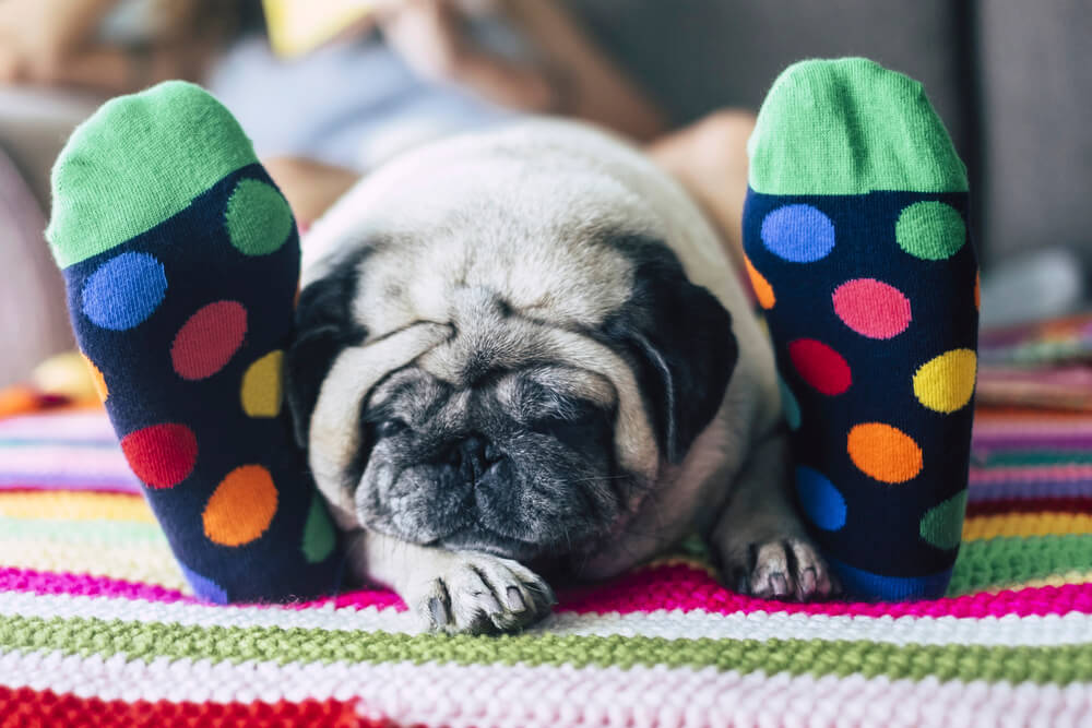 Un Carlin qui dort paisiblement entre les jambes d'un humain