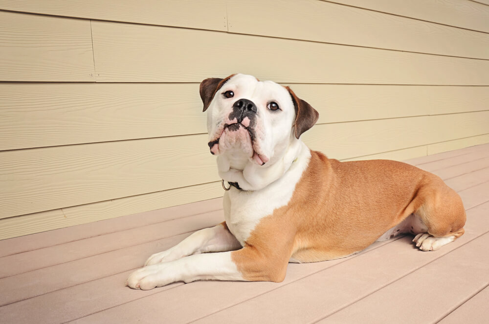 Old English Bulldog allongé sur une terrasse