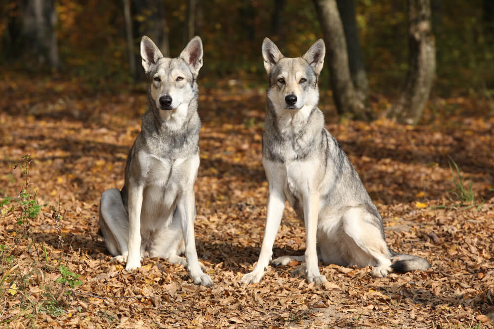 Deux Saarloos assis dans les feuilles d'automne