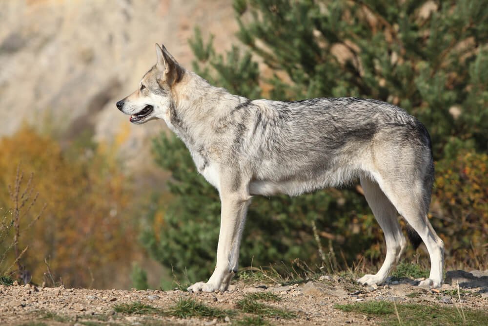 Chien-Loup de Saarloos gris de profil en pleine nature
