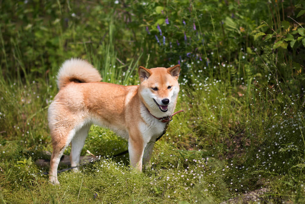 Shiba Inu roux qui regarde vers le bas dans l'herbe