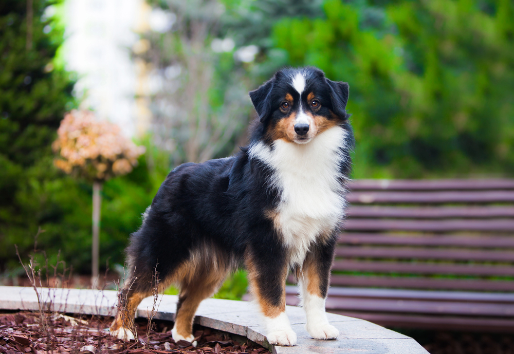 Mini Aussie noir tricolore debout sur un muret