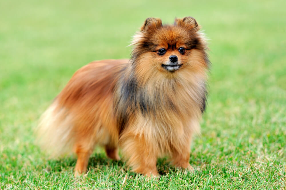 Spitz Nain fauve charbonné de profil sur l'herbe