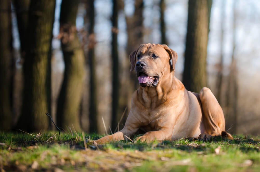 Tosa Inu allongé dans une forêt