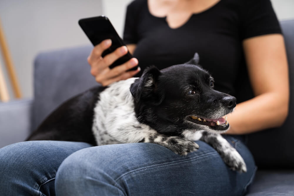 Un chien couché sur un humain qui regarde son téléphone
