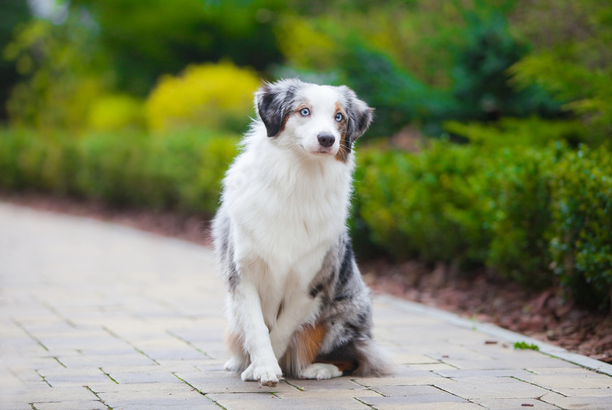 Berger Américain Miniature bleu merle assis sur des pavés