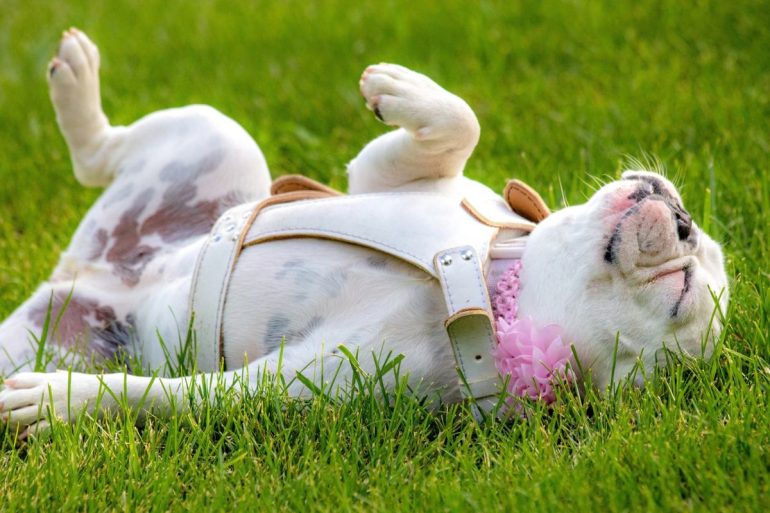 Bouledogue Français blanc qui dort sur le dos dans l'herbe