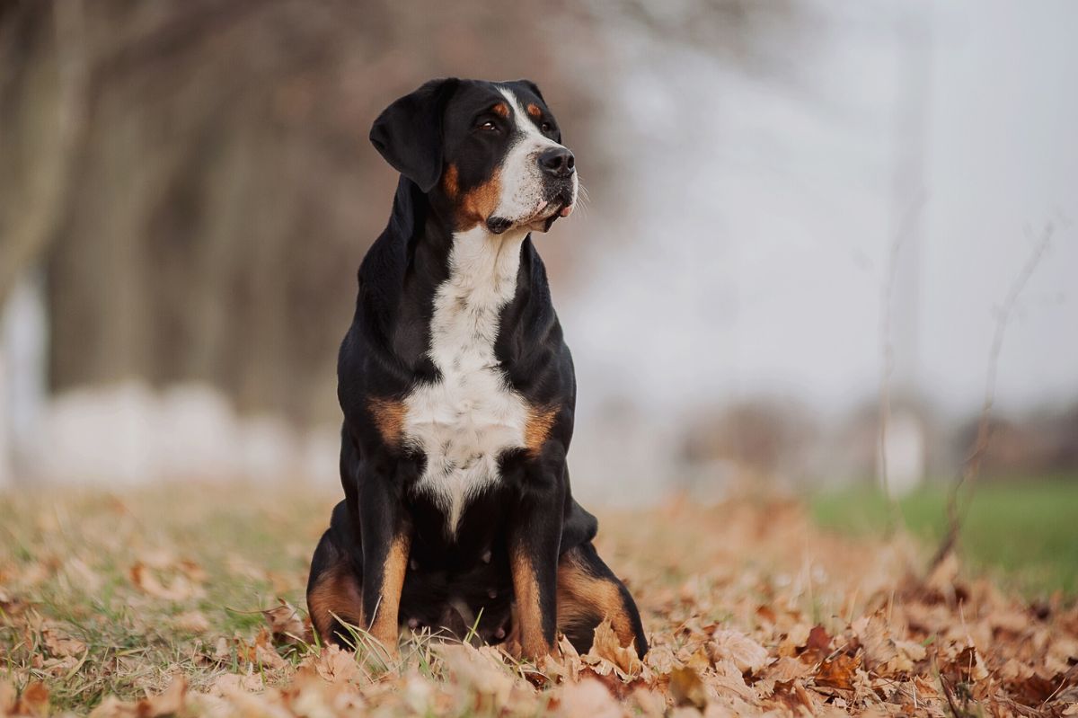 Un Grand Bouvier Suisse assis dans les feuilles d'automne qui regarde sur sa gauche
