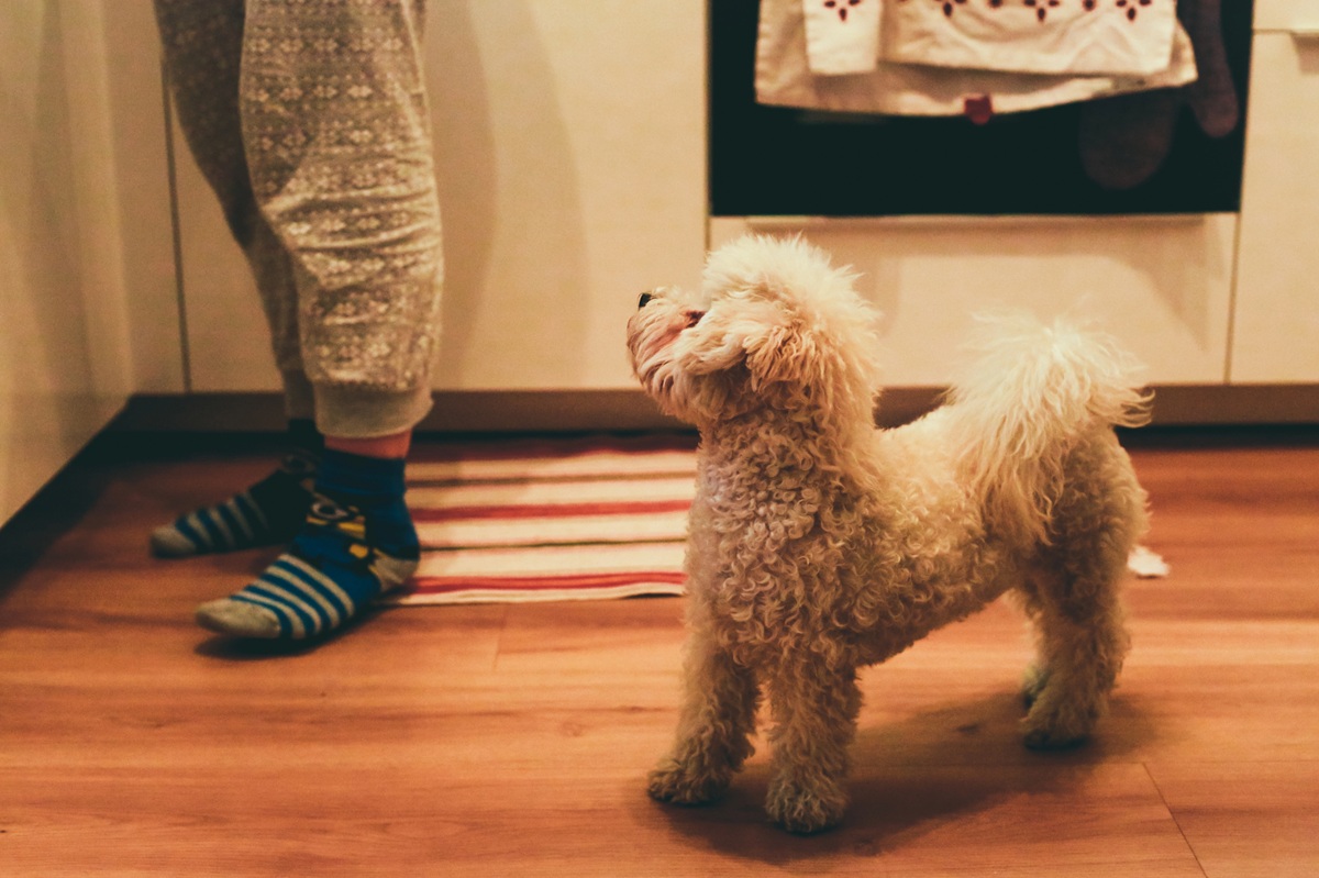 Un Bichon frisé dans une cuisine avec un humain