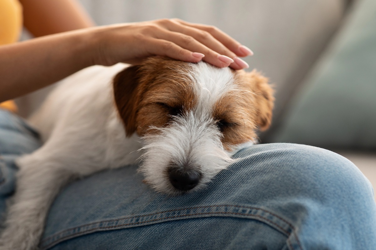 Un chien couché sur les jambes d'un humain