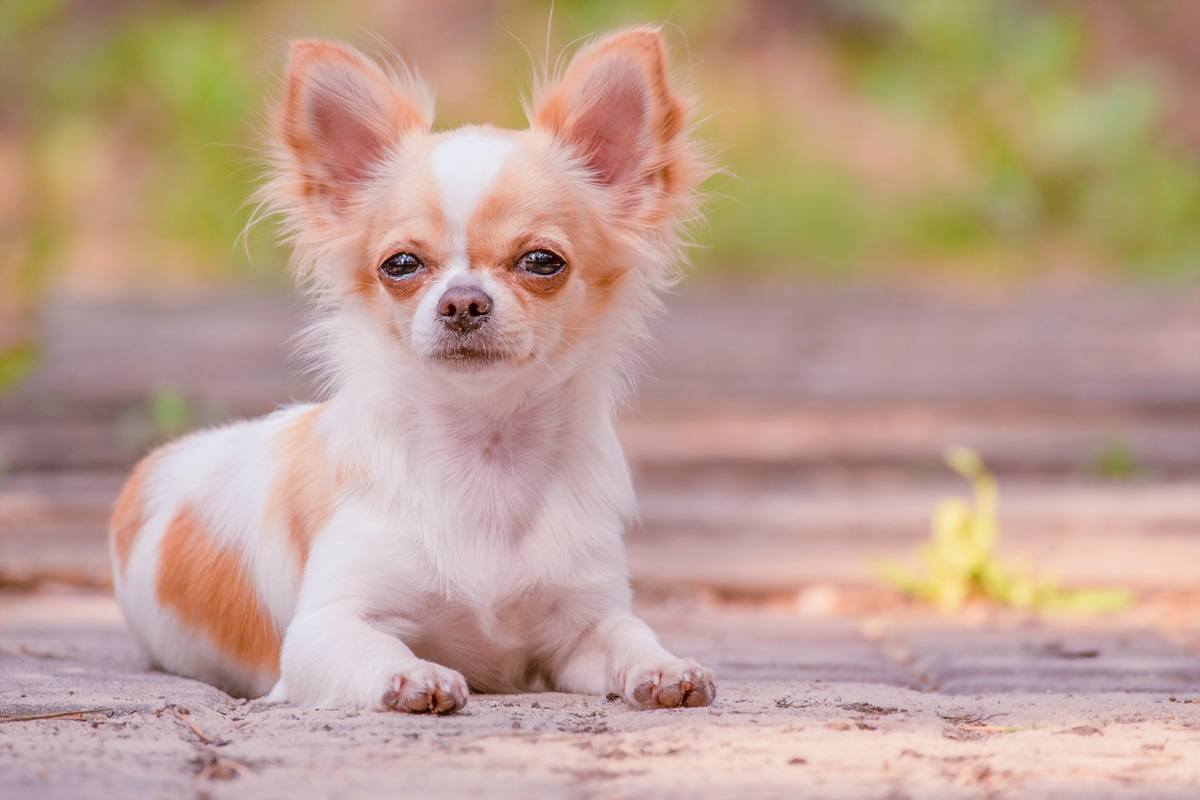 Chihuahua allongé sur un chemin