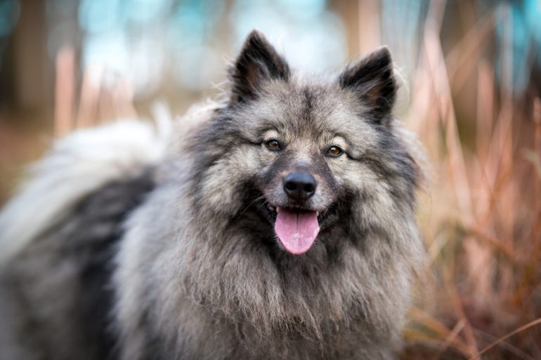 Portrait d'un Spitz Loup en pleine nature