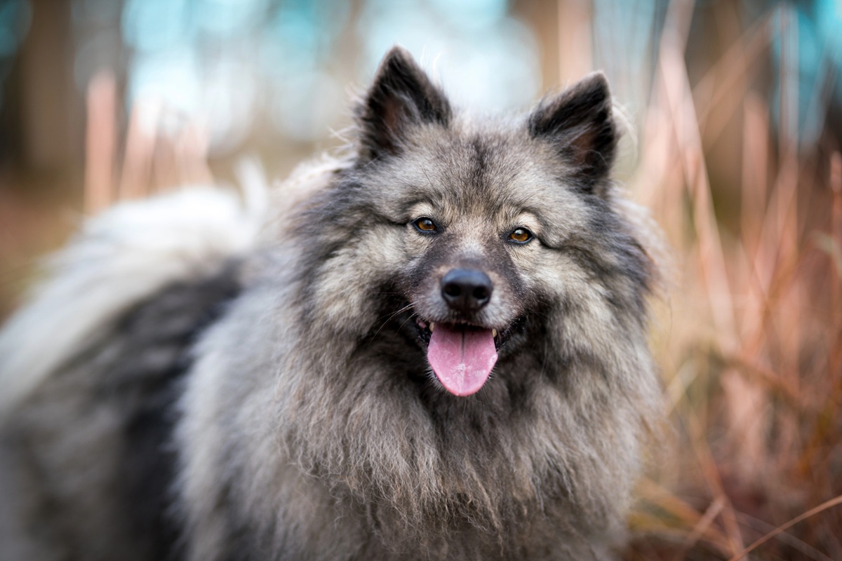 Portrait d'un Spitz Loup en pleine nature