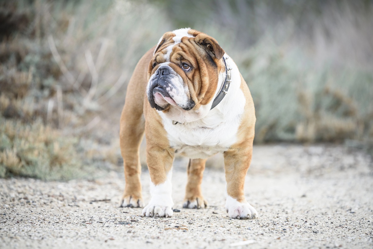 Bouledogue Anglais photographié de face sur un chemin