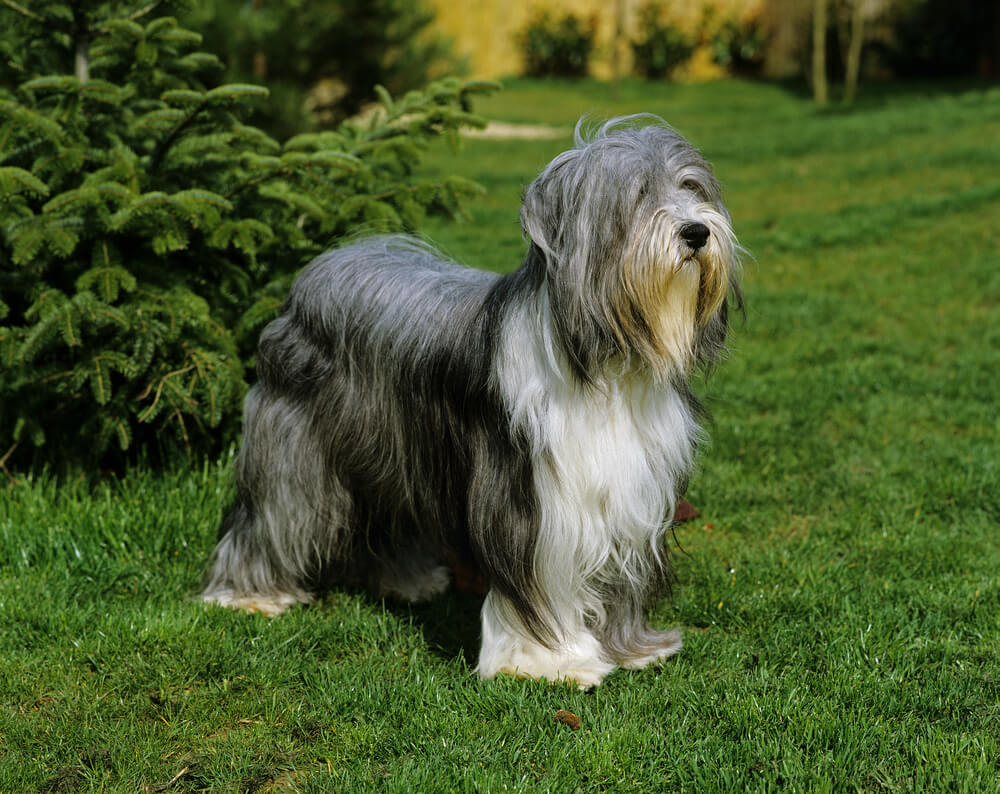 Un Bearded Collie qui pose debout dans l'herbe
