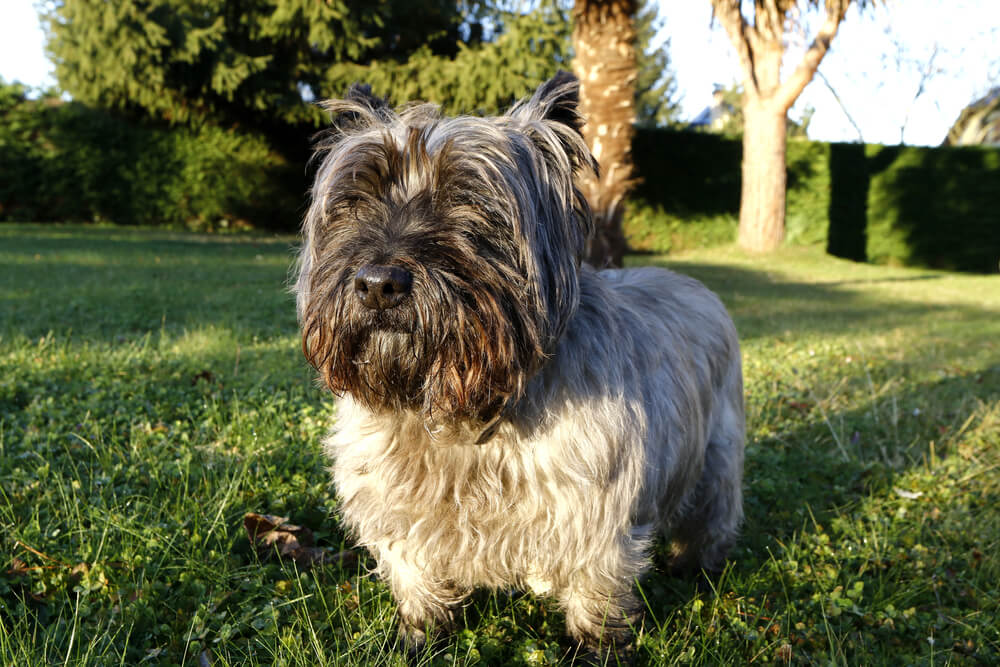 Un Cairn Terrier debout dans l'herbe face au soleil