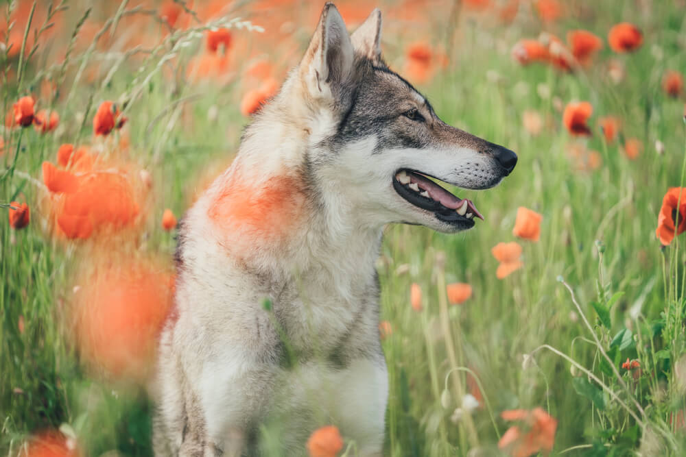 Chien-Loup de Saarloos assis de profil dans un champ de coquelicots