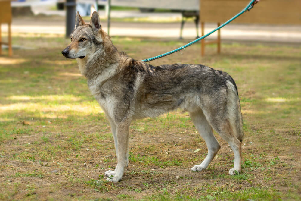 Chien-Loup Tchécoslovaque de profil en laisse debout dans l'herbe