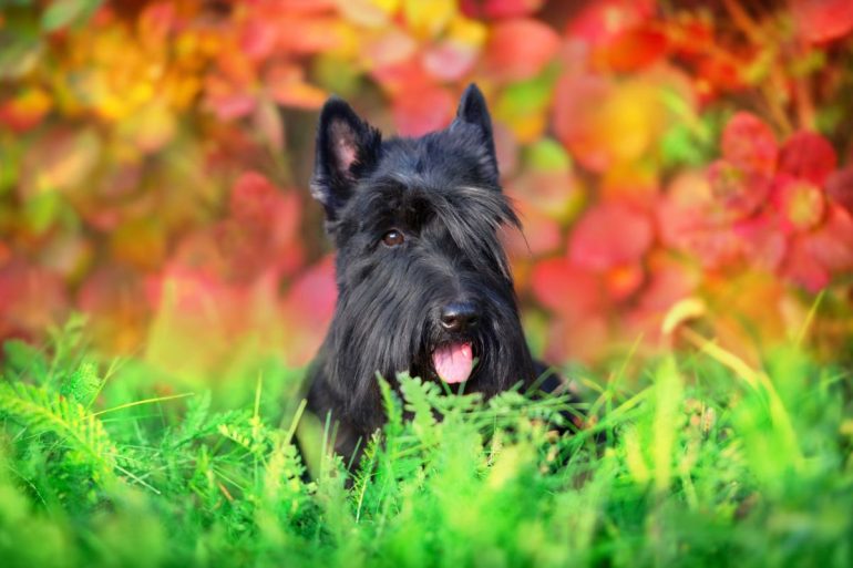 Portrait d'un Terrier écossais allongé dans l'herbe en automne