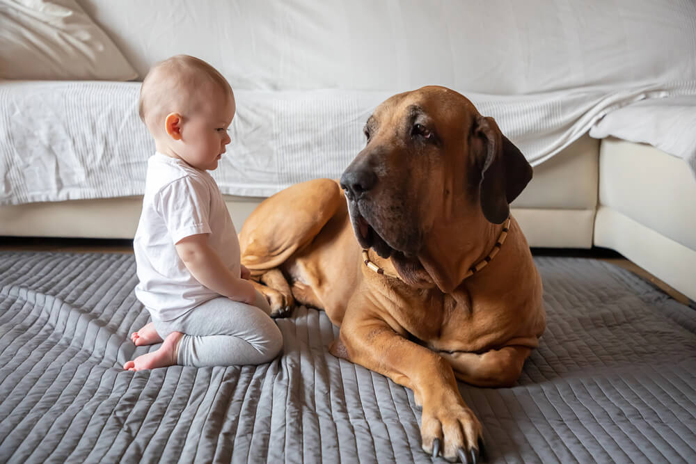Mastiff Brésilien allongé devant un canapé à côté d'un enfant en bas âge assis qui le regarde