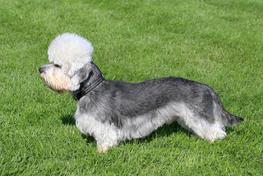 Un Dandie Dinmont Terrier couleur poivre de profil dans l'herbe