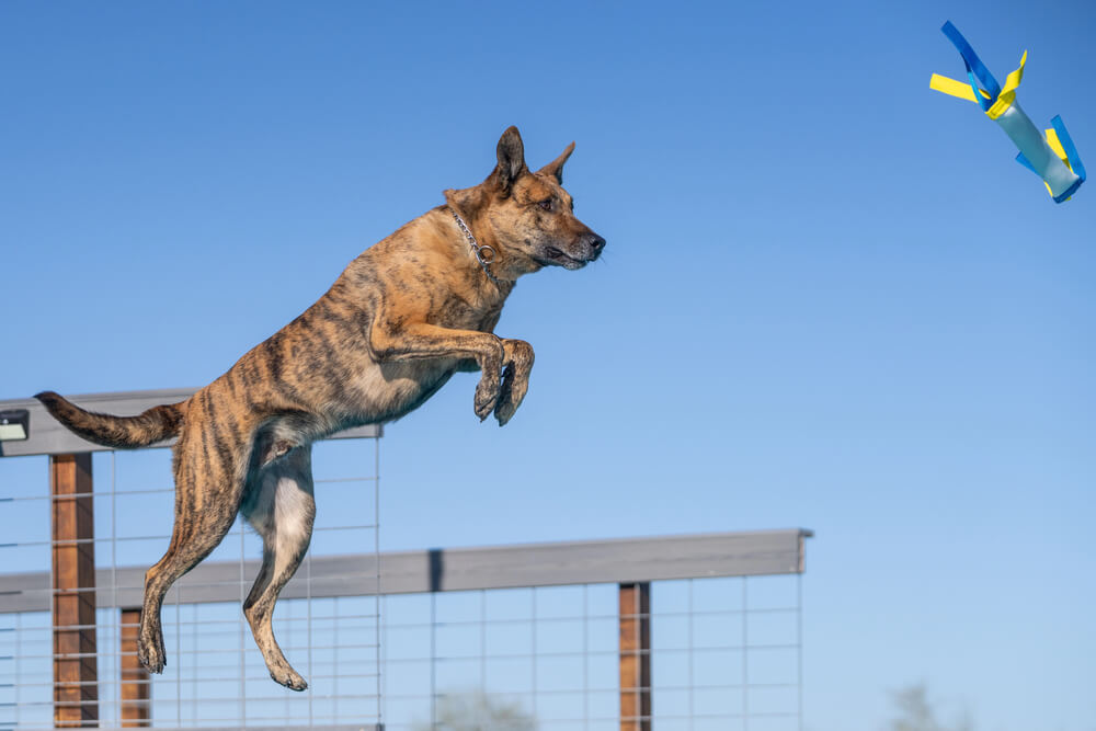 Berger Hollandais bringé sur fond doré/sable en plein saut