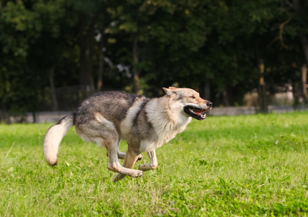 Chien-Loup Tchécoslovaque gris au galop sur une pelouse, la gueule ouverte